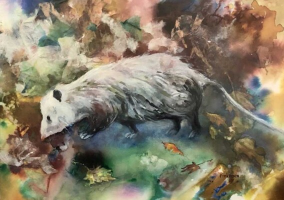 Possum, watercolor, 2019 Possum
