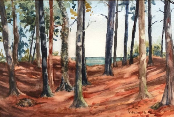 Among the Cedars at Bjorklunden, a Special Place, watercolor Among the Cedars