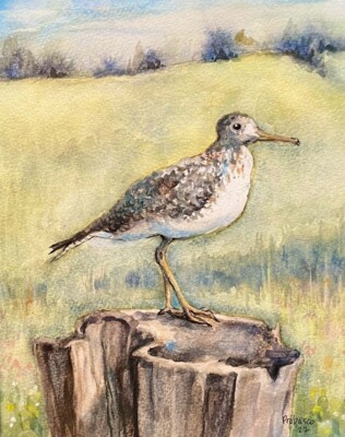 Upland sandpiper, watercolor, 2022 Upland Sandpiper